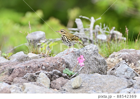 野鳥と駒草 野鳥と駒草 88542369