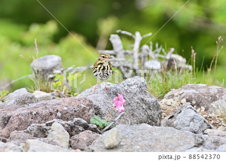 野鳥と駒草 野鳥と駒草 88542370