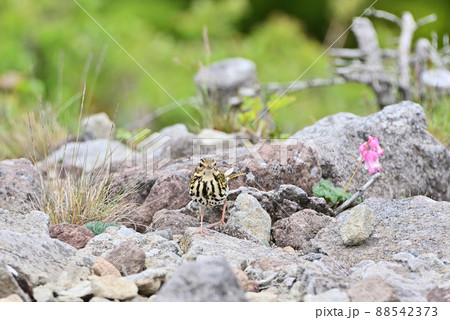 野鳥と駒草 88542373