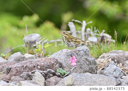 野鳥と駒草 野鳥と駒草 88542375