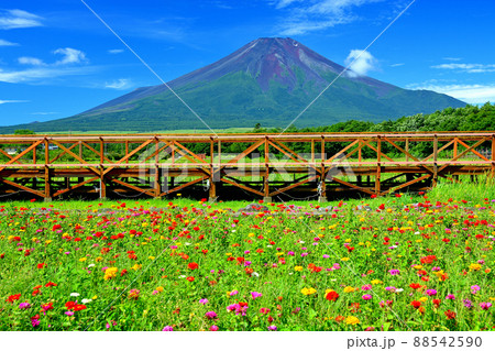 富士山・山中湖・花の都公園、コスモスと百日草の花畑越しに見る夏の富士山・山梨県・山中湖村(3) 富士山・山中湖・花の都公園、コスモスと百日草の花畑越しに見る夏の富士山・山梨県・山中湖村(3) 88542590