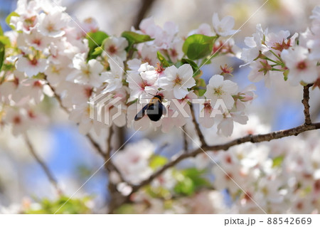 サクラの蜜を集めるくまんばち 88542669