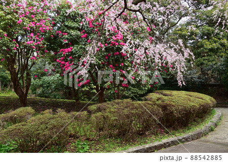 枝垂桜と赤いシャクナゲ 枝垂桜と赤いシャクナゲ 88542885