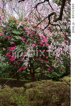 枝垂桜と赤いシャクナゲ 枝垂桜と赤いシャクナゲ 88542889
