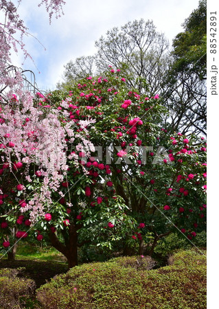 枝垂桜と赤いシャクナゲ 枝垂桜と赤いシャクナゲ 88542891