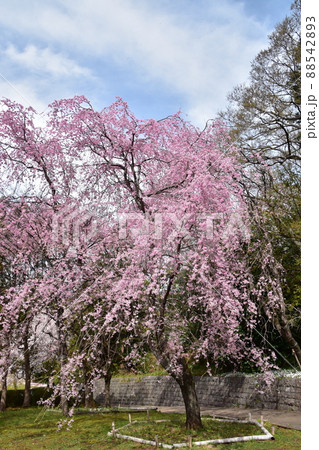 花曇り 満開の枝垂桜 花曇り 満開の枝垂桜 88542893