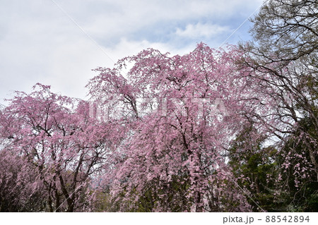花曇り 満開の枝垂桜 花曇り 満開の枝垂桜 88542894