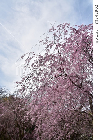 花曇り　満開の枝垂桜 88542902