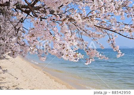 琵琶湖の桜 88542950