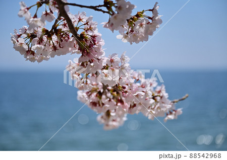 琵琶湖の桜 88542968