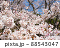 桜　咲き乱れる桜 88543047