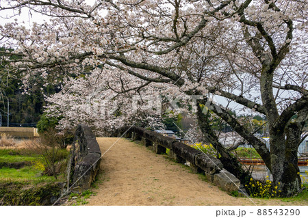 石橋と桜 88543290