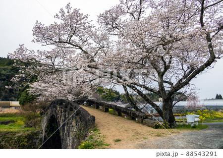 石橋と桜 石橋と桜 88543291