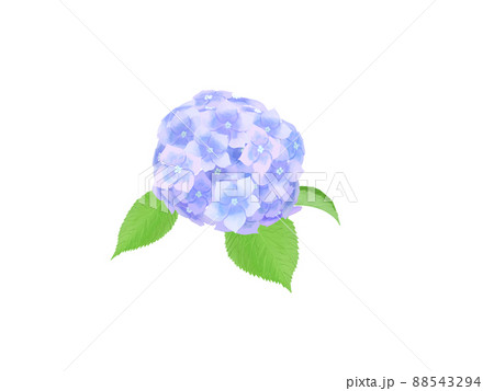 植物・青のあじさい 88543294