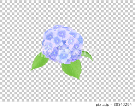 Plant, blue hydrangea 88543294