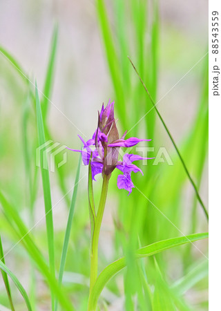 ハクサンチドリ 88543559