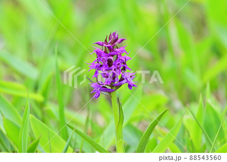 ハクサンチドリ 88543560