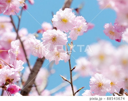 仁科春果 仁科春果 88543674