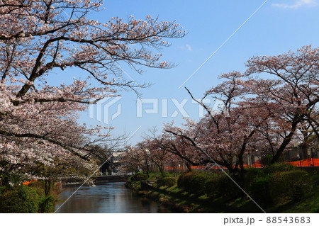 羽村堰の桜 羽村堰の桜 88543683