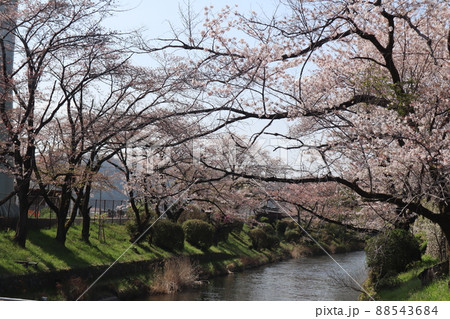 羽村堰の桜 羽村堰の桜 88543684