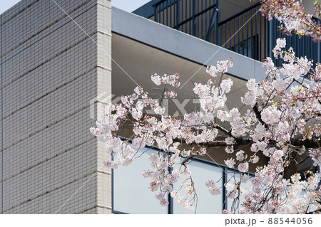 桜の木が隣にあるアパート 桜の木が隣にあるアパート 88544056