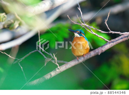 翡翠が溶け込む風景 翡翠が溶け込む風景 88544346
