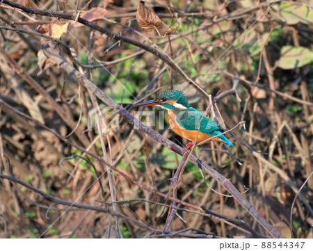 背景が賑やかな河川 88544347