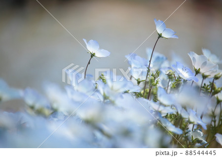 ネモフィラ 88544445