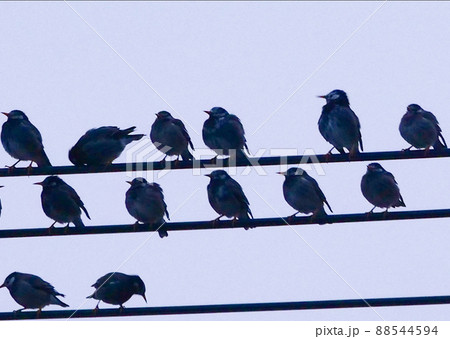 写真、生物､鳥、群れを成して電線で歌のお稽古のムクドリ 88544594