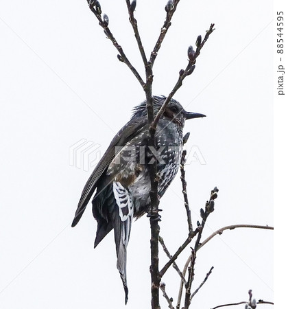 写真、、野鳥、まだあどけないヒヨドリの幼鳥親を捜してなきつずける 88544595