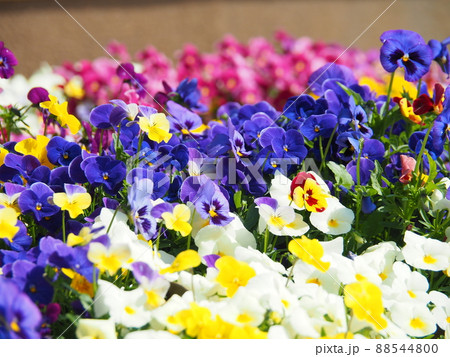 カラフルなビオラの花畑 パンジー カラフルなビオラの花畑 パンジー 88544800