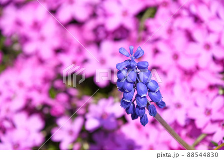 ムスカリ・アルメニアカムと芝桜 ムスカリ・アルメニアカムと芝桜 88544830