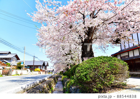 雄川堰／小幡(群馬県甘楽町)【2022.4】 88544838