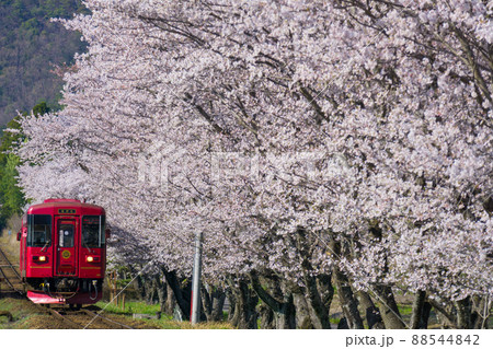 桜並木を行く長良川鉄道　川風号 88544842