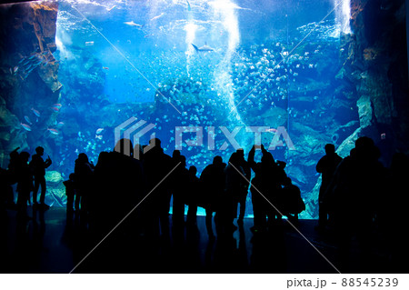 水族館の巨大水槽を眺める観光客 88545239