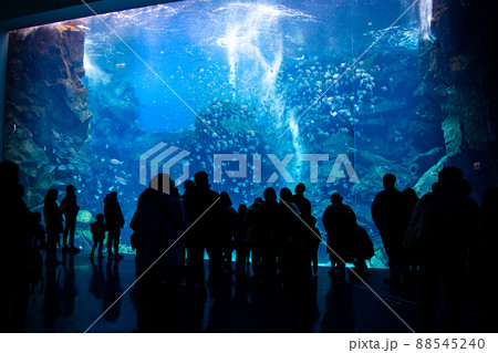 水族館の巨大水槽を眺める観光客の写真素材 [88545240] - PIXTA