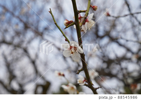 桜 2022年4月 桜 2022年4月 88545986
