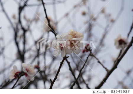 桜　2022年4月 88545987
