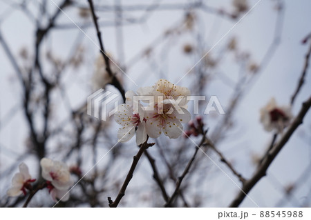 桜 2022年4月 桜 2022年4月 88545988