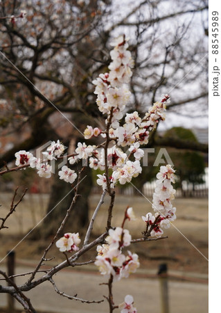 桜 2022年4月 桜 2022年4月 88545989