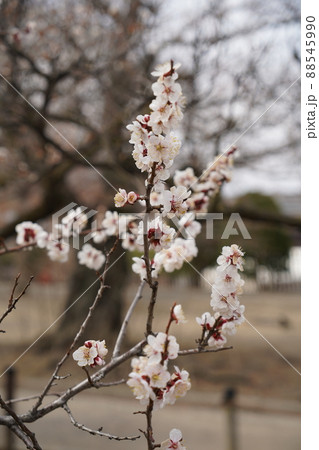桜 2022年4月 桜 2022年4月 88545990