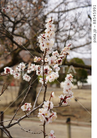 桜 2022年4月 桜 2022年4月 88545991