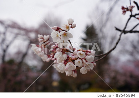 桜 2022年4月 桜 2022年4月 88545994