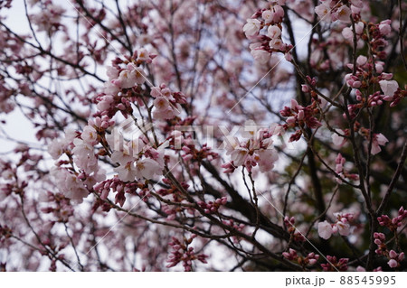 桜 2022年4月 桜 2022年4月 88545995