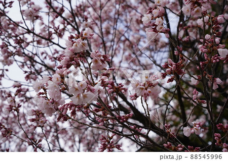 桜 2022年4月 桜 2022年4月 88545996
