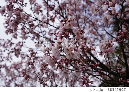 桜　2022年4月 88545997