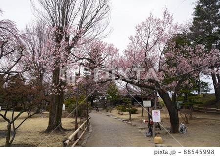 桜 2022年4月 桜 2022年4月 88545998