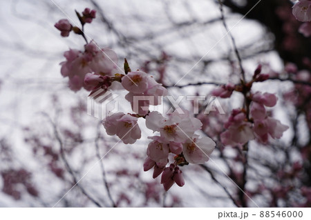 桜 2022年4月 桜 2022年4月 88546000