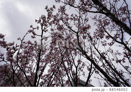 桜 2022年4月 桜 2022年4月 88546002