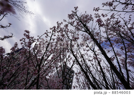 桜　2022年4月 88546003
